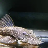 کت بزرگ ۱۲ تا ۱۳