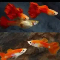 انواع گوپی مولی پلاتی کالرزبرا لجن خ آنجل آکواریوم|ماهی|تهران, امام زاده حسن|دیوار