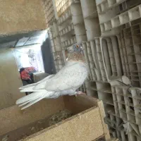 طاوسی دم سفید نر کمیاب