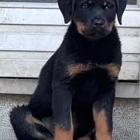 فروش توله روتوایلر شجره دار بسیار اصیل