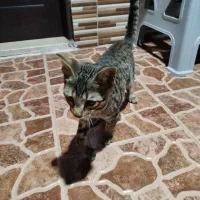 واگذاری بچه گربه نر
