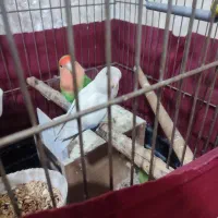 طوطی برزیلی|پرنده|قرچک, زیبا شهر|دیوار