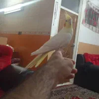 عروس هلندی لوتینا|پرنده|یزد, |دیوار