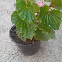 گلهای طبیعی آپارتمانی|گل و گیاه طبیعی|مرند, |دیوار