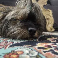 سگ شیتزو فلت