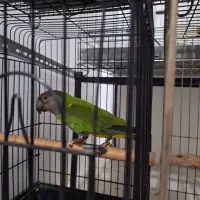 طوطی سنگال|پرنده|اندیمشک, |دیوار