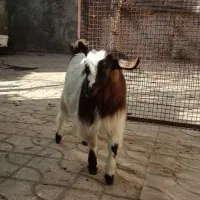 کهره نر چاق چاق هفتومن