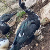 اردک اسرائیلی|حیوانات مزرعه|رشت, توشیبا|دیوار