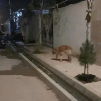 پیدا شده|سگ|بوئین زهرا, |دیوار