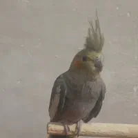 عروس هلندی سینامون نیم رام جوجه ۹ ماهه نر|پرنده|زرند, |دیوار