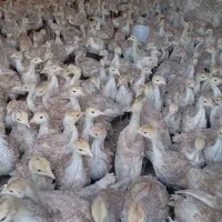 جوجه یکروزه بوقلمون بیوتی و برنز