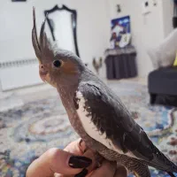 عروس هلندی سینامون|پرنده|تهران, هفده شهریور|دیوار