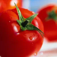 اجاره زمین کشاورزی برای کشت گوجه