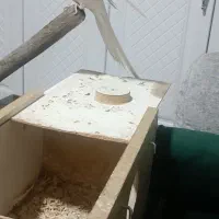 عروس هلندی آلبینو|پرنده|ارومیه, |دیوار