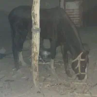 اسب اسیل کورد سیلمی|اسب و تجهیزات اسبسواری|سراوان, |دیوار