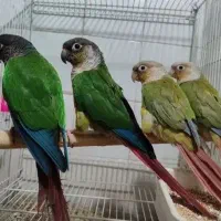 گرینچیک فوق دستی به شرط سخنگو رام نر و ماده|پرنده|خمینی‌شهر, |دیوار