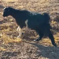 بز  توشتیر   بزغاله  گوسفند  بره میش