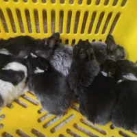 حراج خرگوش خانگی