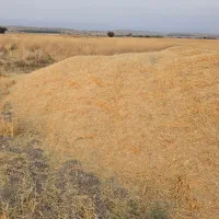 کاه گندم .محل بازدید شهر تنگ ارم قیمت ۱۲هزارتومن|حیوانات مزرعه|ارم, |دیوار