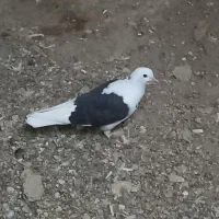 کفتر یا کبوتر|پرنده|قم, نیروگاه|دیوار