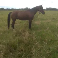 فروش فوری اسب جوان کرد میزان و پرخون|اسب و تجهیزات اسبسواری|پرهسر, |دیوار