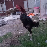 خروس لاری