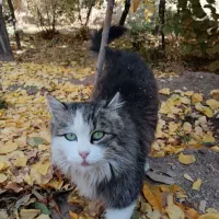 گربه خانگی|گربه|دهق, |دیوار