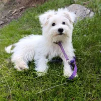 سگ شیتزو سفید