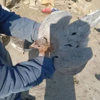 وار گلین|حیوانات مزرعه|بروجرد, |دیوار