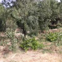 باغچه سنتی به متراژ۳۰۰مترکنارفرودگاه