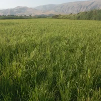 زمین کشاورزی|فروش دفتر صنعتی، کشاورزی، تجاری|سورنا, |دیوار