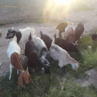 بز بزغاله نربز