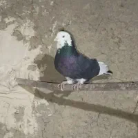 شازده ماده