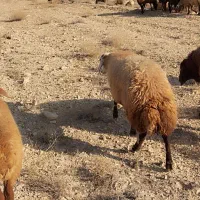 گوسفند گوشتی