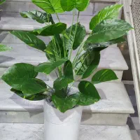 پخش درختان مصنوعی ابریشم|گل مصنوعی|قم, باجک یک|دیوار