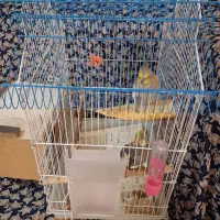 عروس هلندی مولد|پرنده|اهواز, بیست متری شهرداری|دیوار