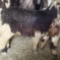 بره نر  بره نو