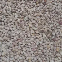 لوبیا ‌چیتی‌ کوهرنگ