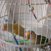 طوطی کوتوله بریزیلی