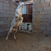 تکه جوان|حیوانات مزرعه|خواف, |دیوار