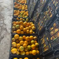 پرتقال تامسون ریز قالب نارنگی درجه یک|عمده‌فروشی|شیرگاه, |دیوار