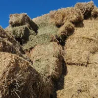 فروش یونجه چین یک ودو|خدمات باغبانی و درختکاری|هریس, |دیوار