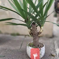 یوکا بونسای ۳۰۰تومن
