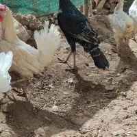 بوقلمون ماده اصل ۲سه ماه دیگه به تخم میاد|حیوانات مزرعه|تربت جام, علوی|دیوار