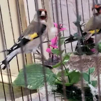 سهره زاغسر طوق سیاه سهره داغسر