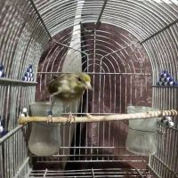 قناری ، سهره قناری ، عروس هلندی|پرنده|بهمن صغاد, |دیوار