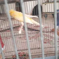 یک جفت قناری لیموی|پرنده|قشم, |دیوار