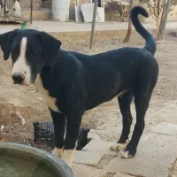 واگذاری توله نر شش ماهه دورگه خبرکن