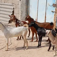 نری شهری از بزرگ تا کوچک مخصوص ماه رمضان