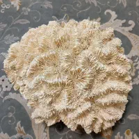 مرجان|ماهی|بندرعباس, |دیوار